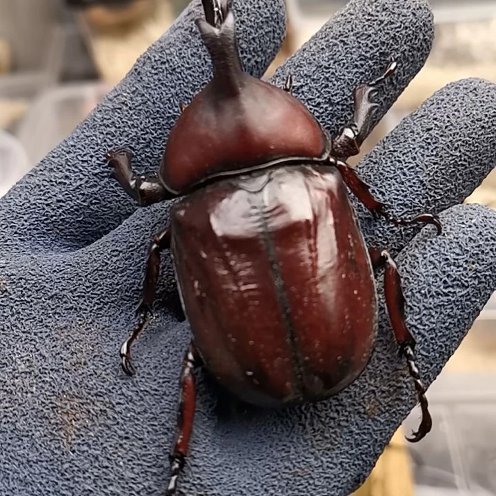 8➕  红魔独角仙  包邮包活