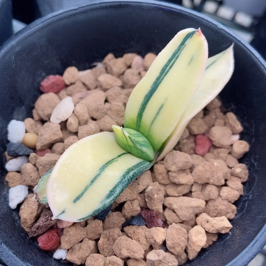 782卧牛实生锦带盆发货