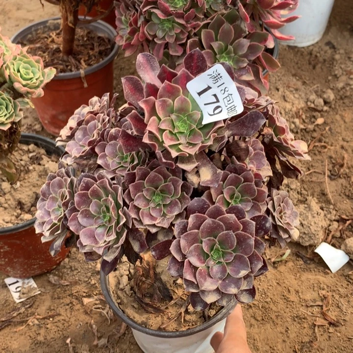 179欧紫手捧2号棚