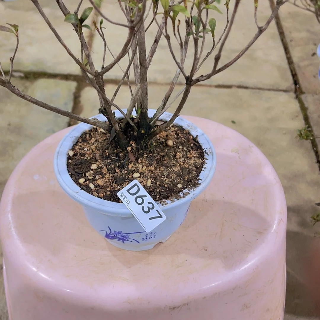 红陶直播时间一直一直