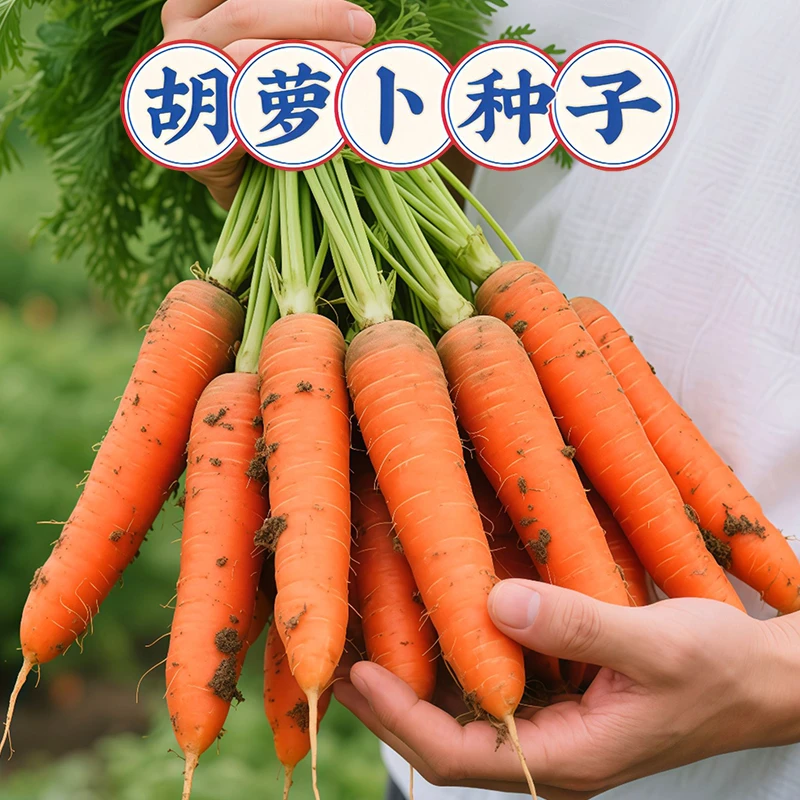 三红八寸红胡萝卜种子四季胡萝卜的种子水洗红萝卜兔子草种籽子