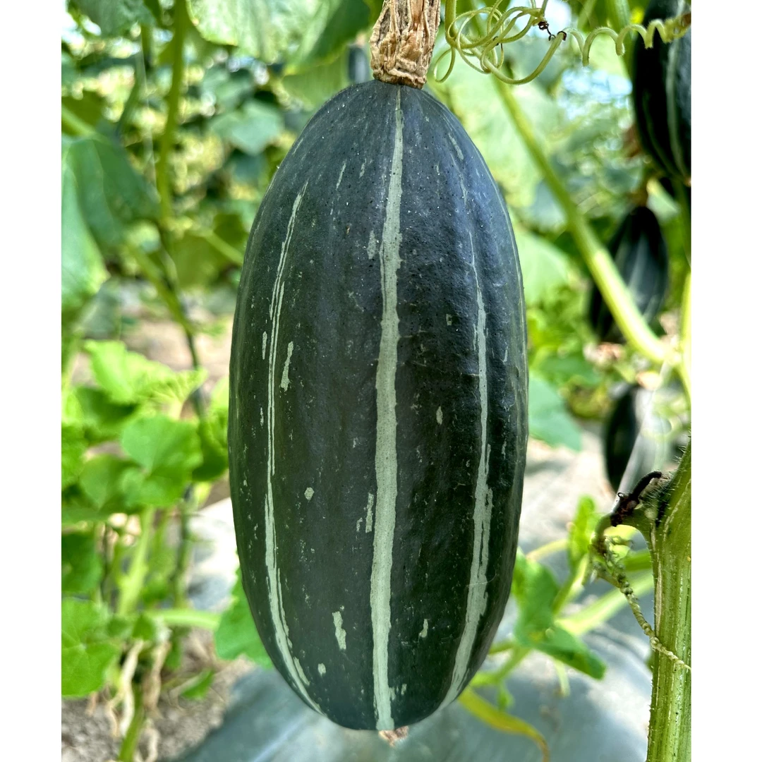 墨绿皮小贵族·栗瓜瓜栗香味果肉细腻粉糯香甜当季新品宝宝辅食