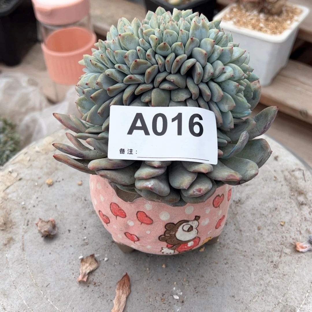 会****猪016多肉多肉多肉多肉多肉