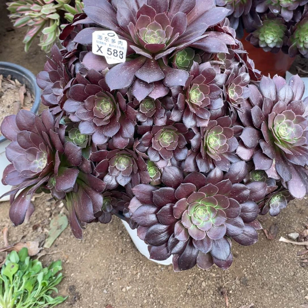 588荷兰多肉法师断枝不包