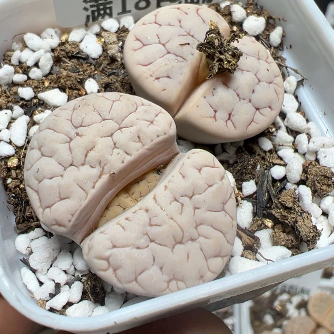 【闪购商品】 255。