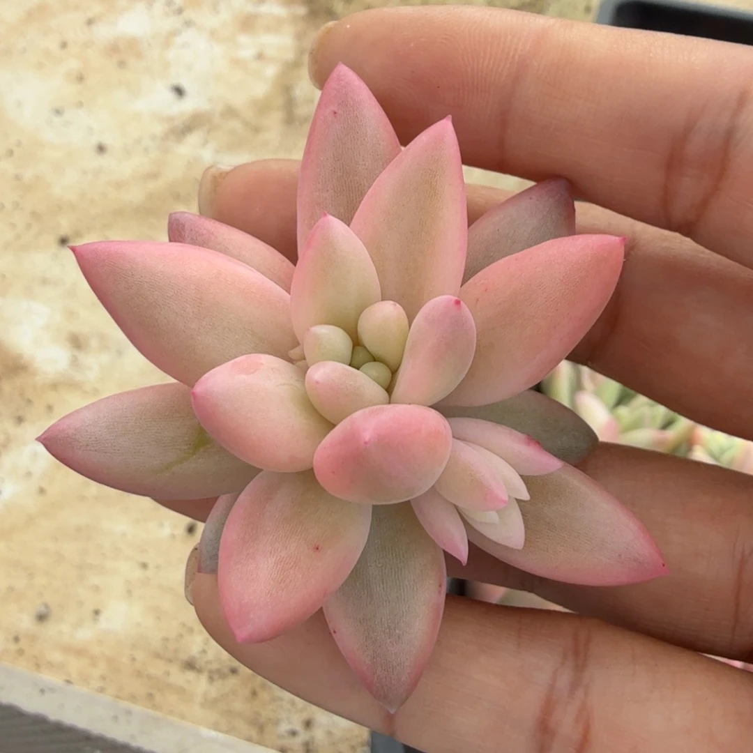 蜜桃啵啵锦无根腹轮锦