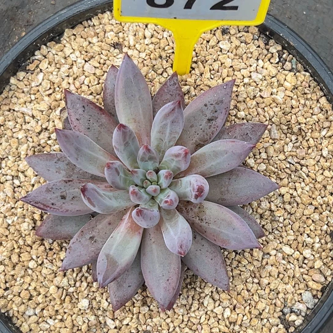 多肉植物872虞美人