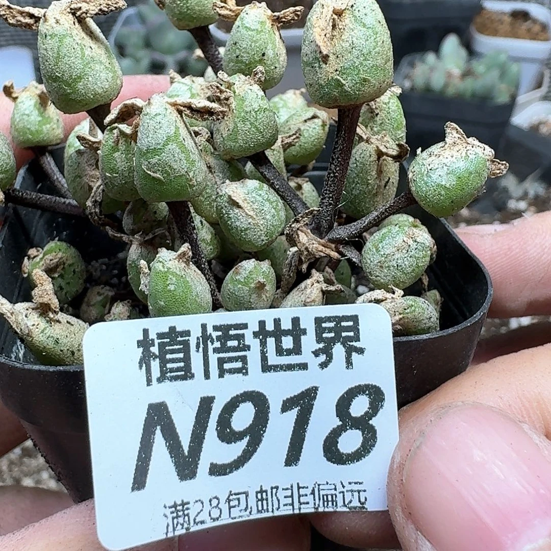 多肉植物的润泽吃