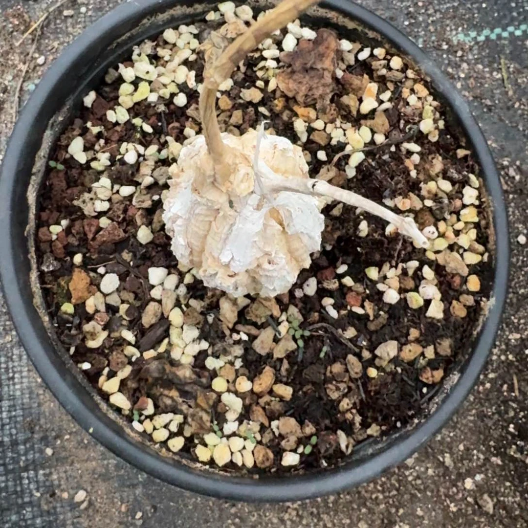 龟甲萝藦一物一拍多肉