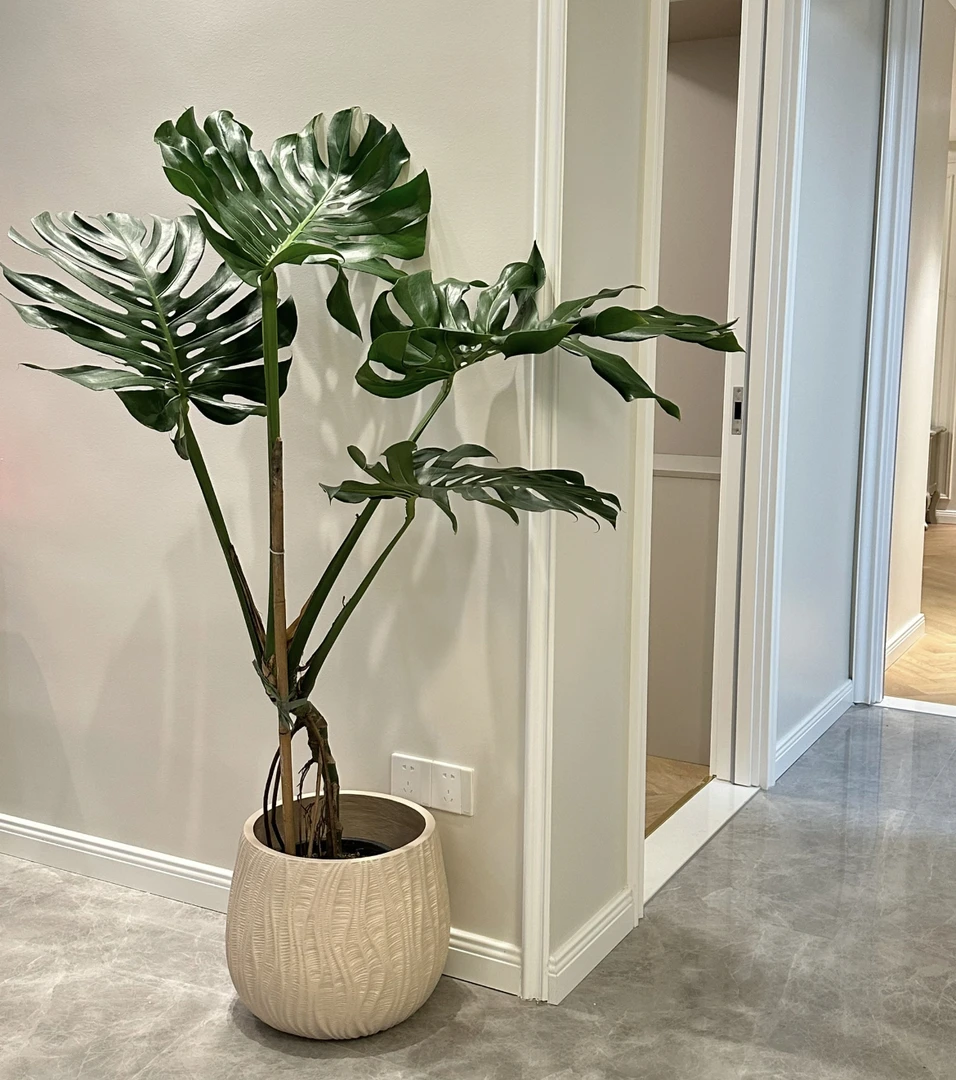 【独杆老桩龟背竹4-6叶】可水培可土培绿植盆栽室内吸甲醛北欧风ins