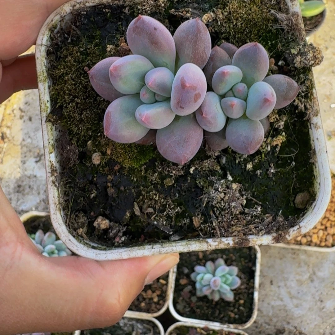 凯普盾 美人 一物一拍