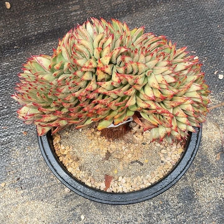 若如东云组拍391