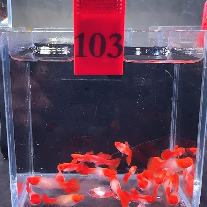 孔雀鱼103号，20条