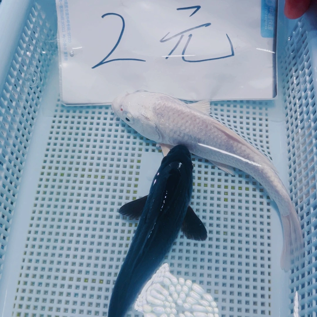 海水鱼锦鲤冷水观赏鱼