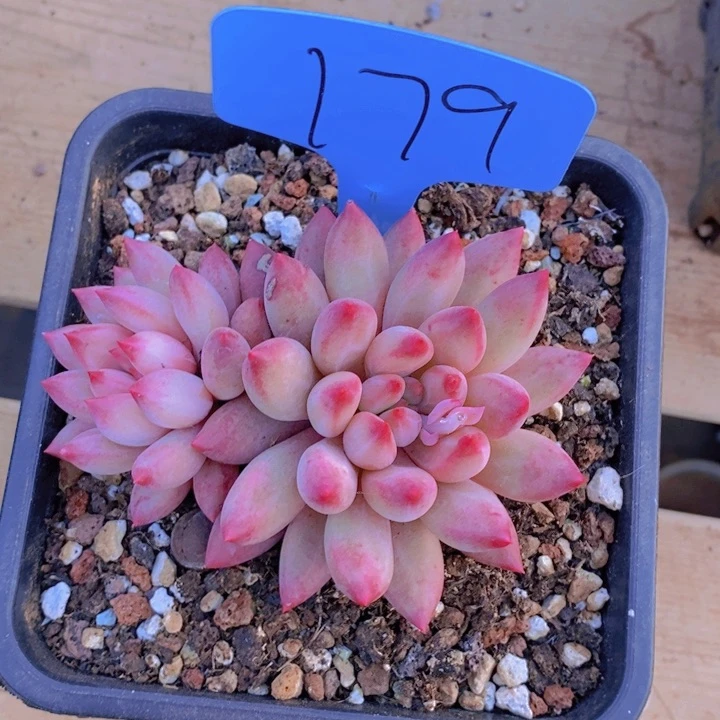 在家里面吃饭的吗