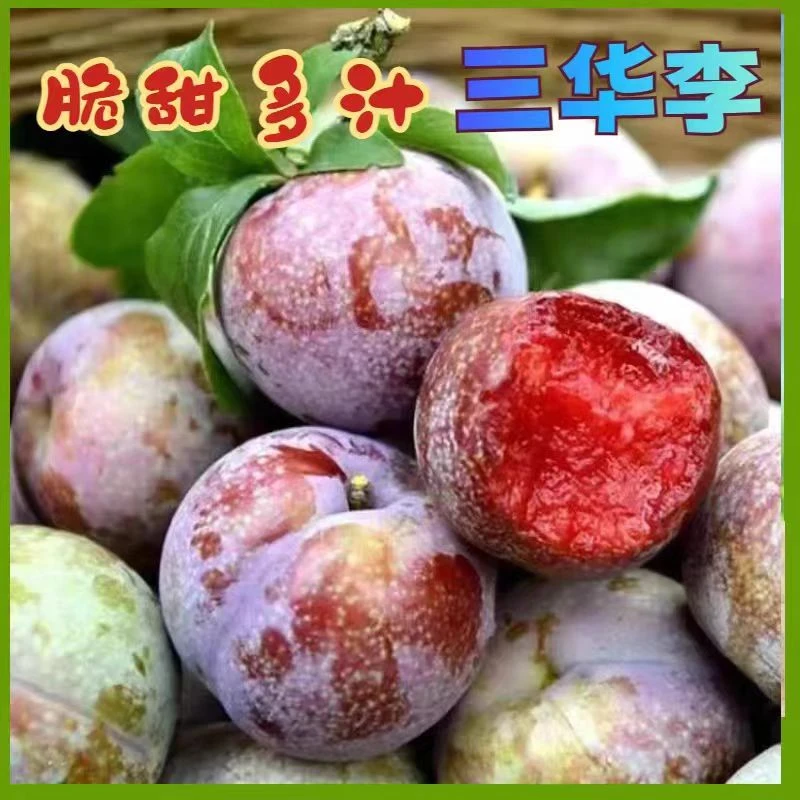 [新鲜采摘新鲜发]正宗茂名三华李酸脆可口孕妇水果1