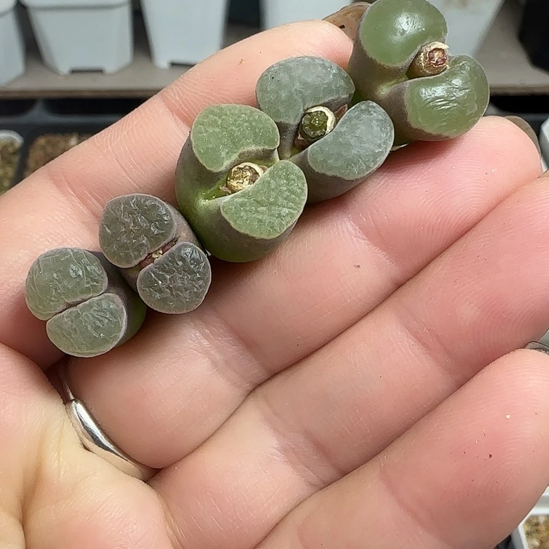 多肉植物元旦大漏107号