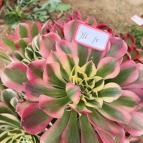 多肉植物白凤766号