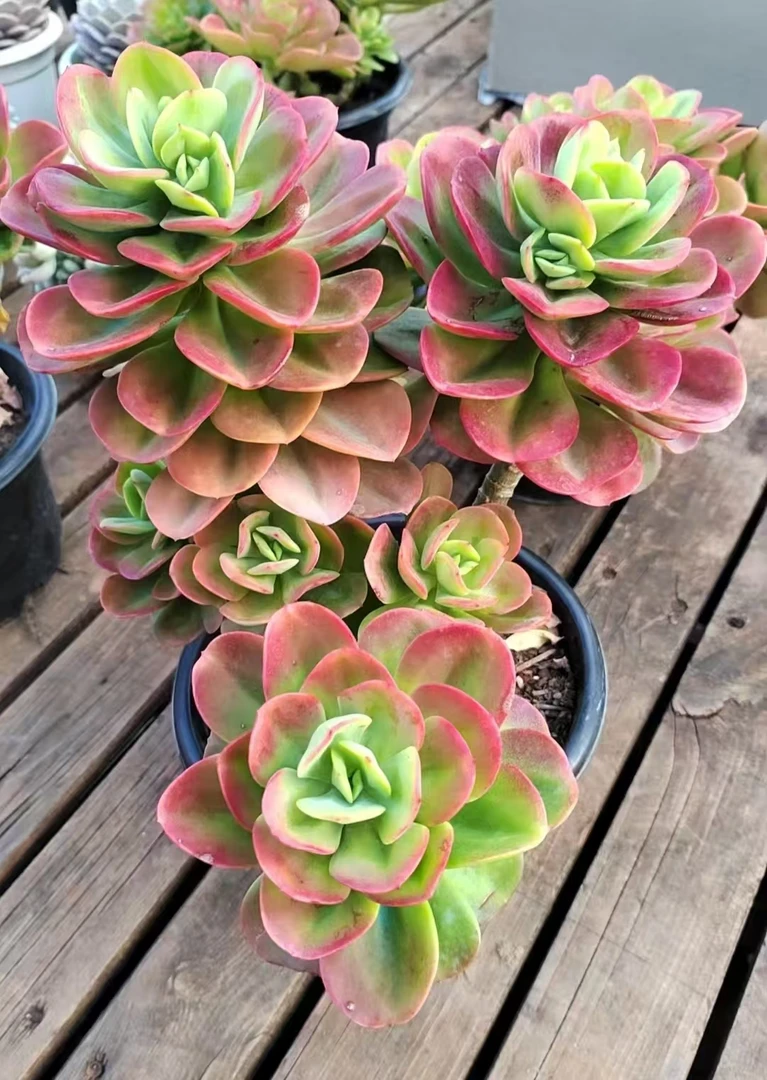 新品精品红梅多肉 新手必拍 好看好养 多肉植物瑕疵不售后