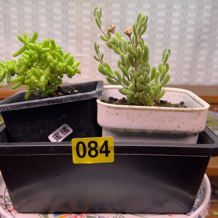 枝干番杏多肉植物084
