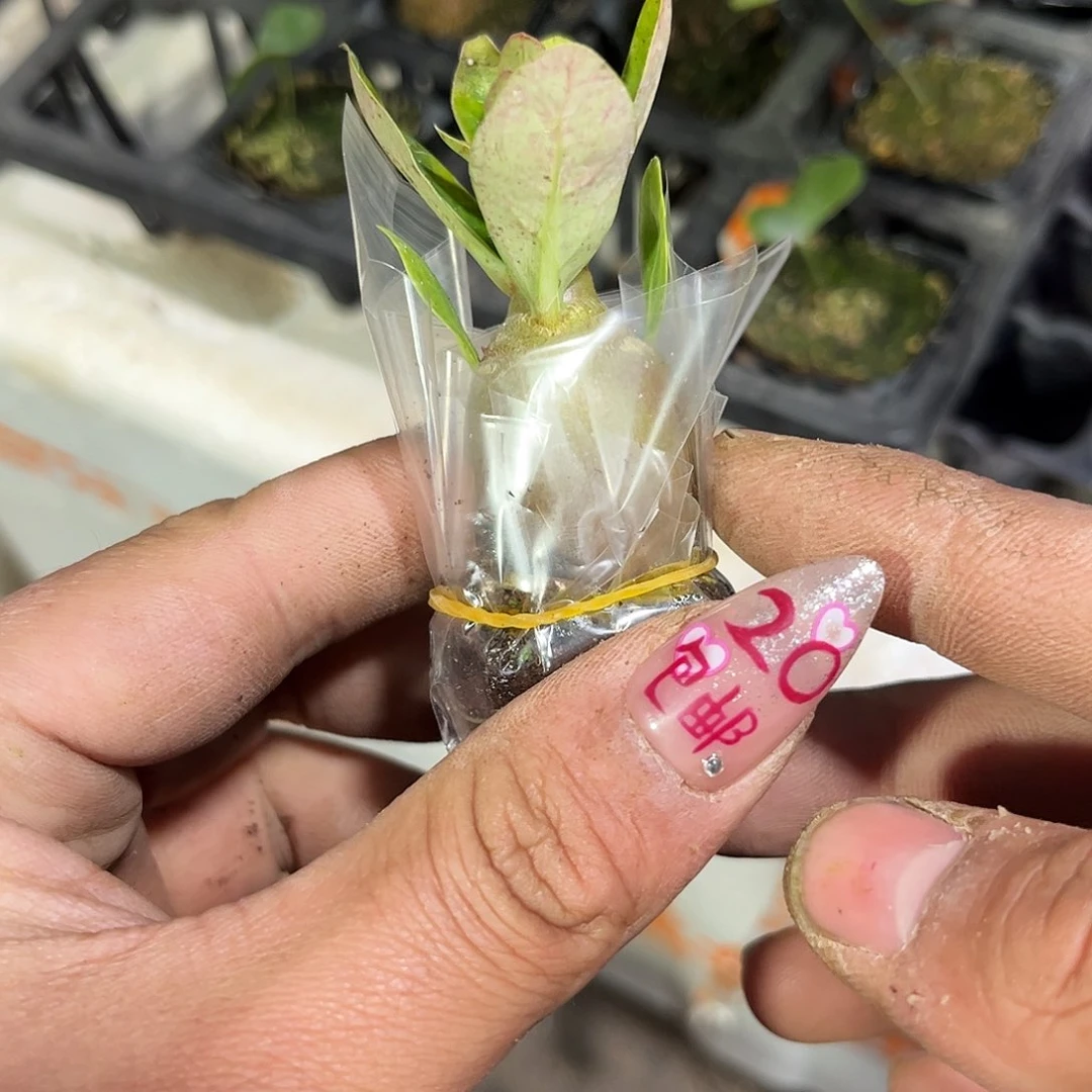 单头沙漠玫瑰单头发货