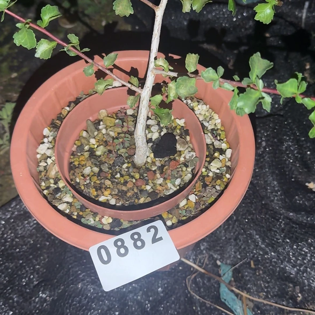 【闪购商品】A****O块根植物