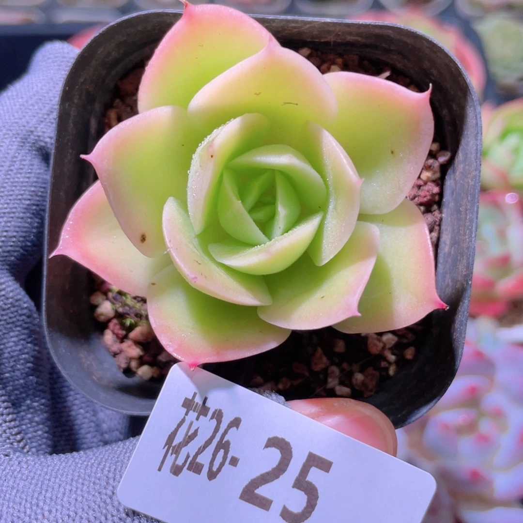花利美26-25柠檬酸橙