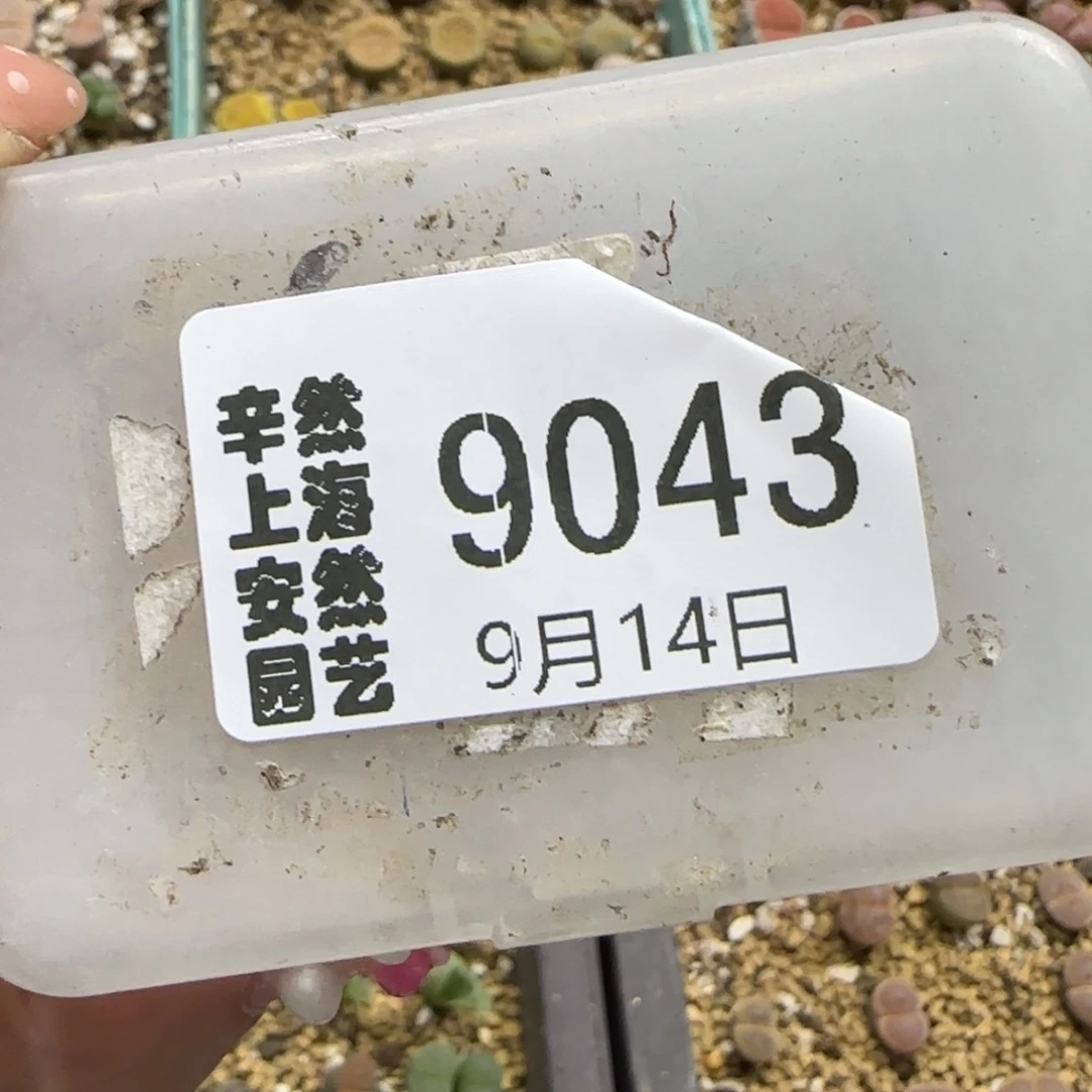 咸****9.14。  小婷专拍。  9043