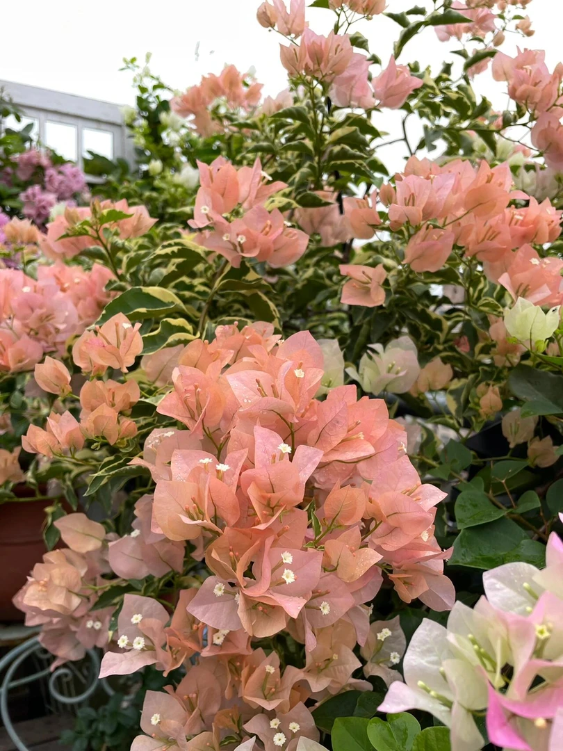 【花叶马斯】三角梅盆栽庭院阳台飘枝爬藤地栽绿植花卉（终生包对版）