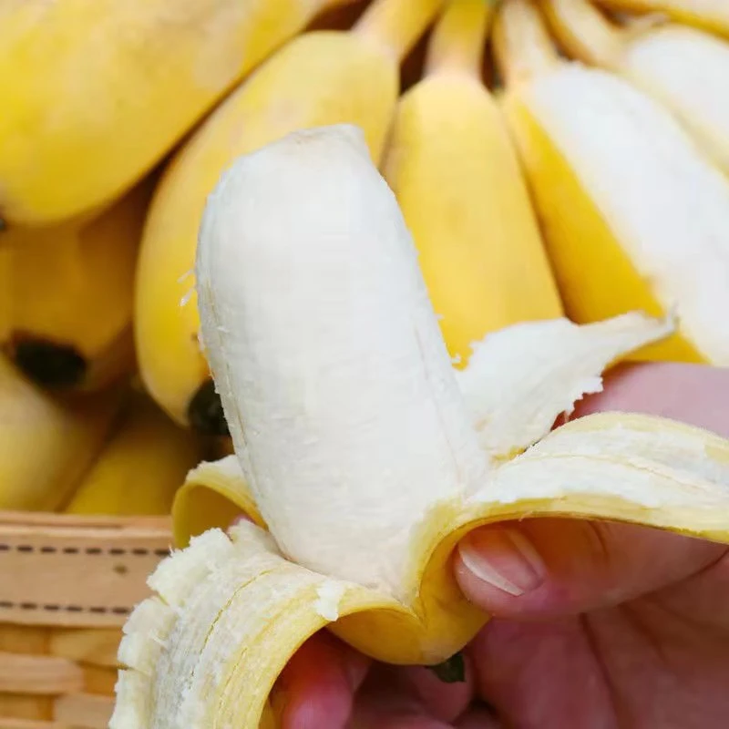 【交个朋友专属】广西苹果蕉3斤/5斤新鲜应季水果香蕉粉蕉产地直发