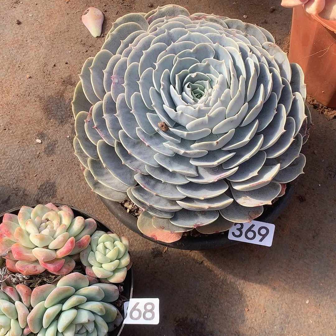 369 一物一拍多肉！