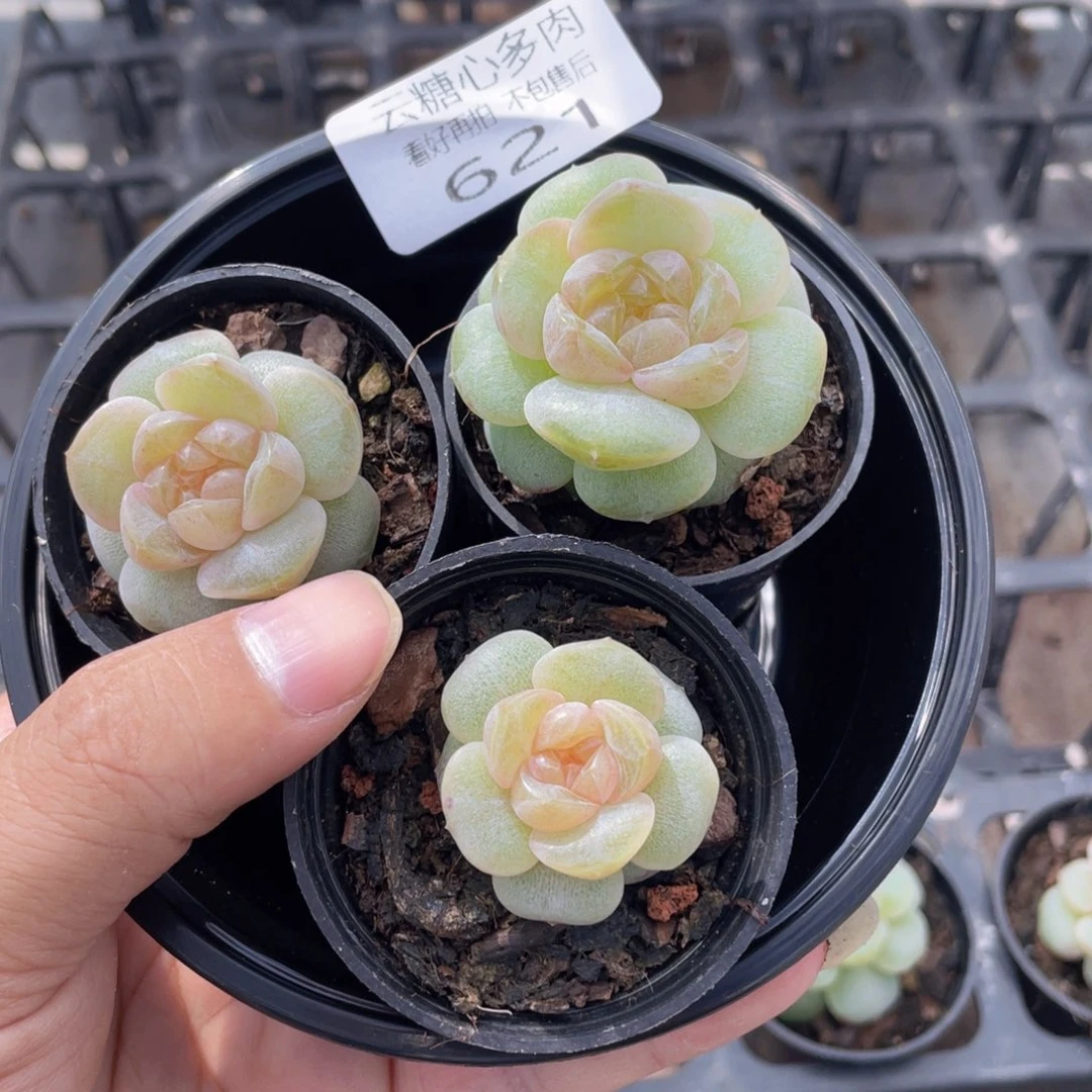 云糖心多肉植物621