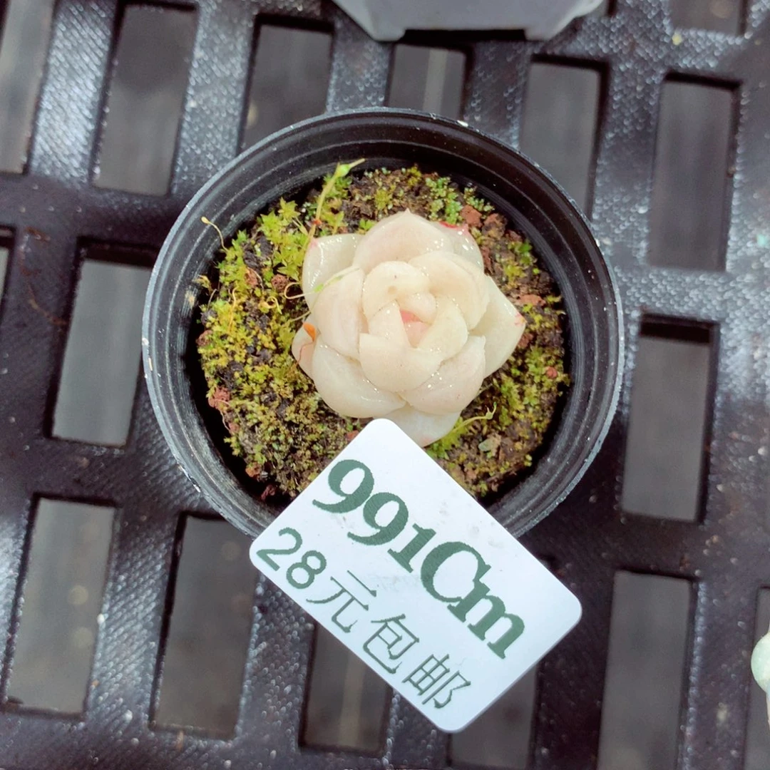 5厘米盆精控多肉991