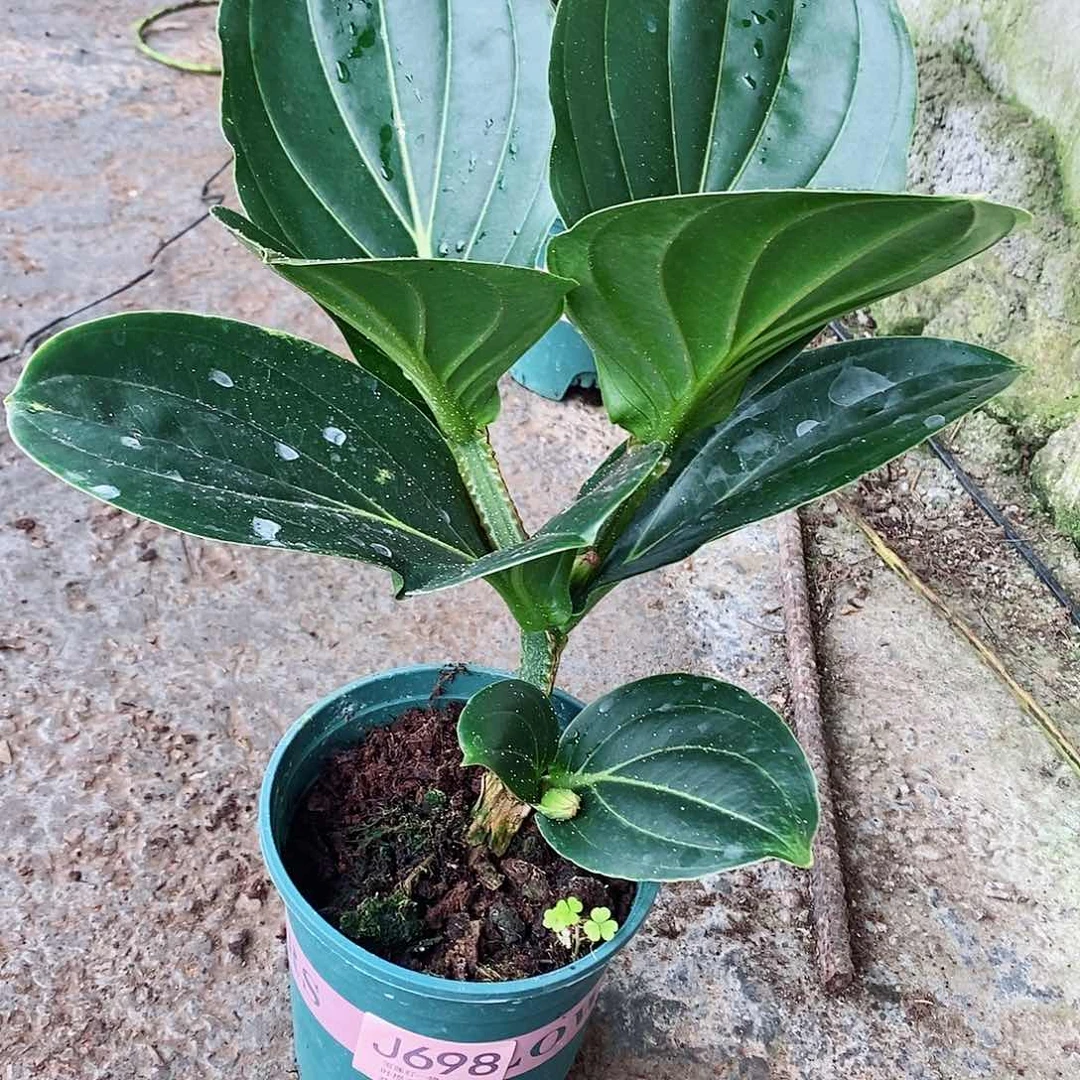 无花朵用****5木本花卉698