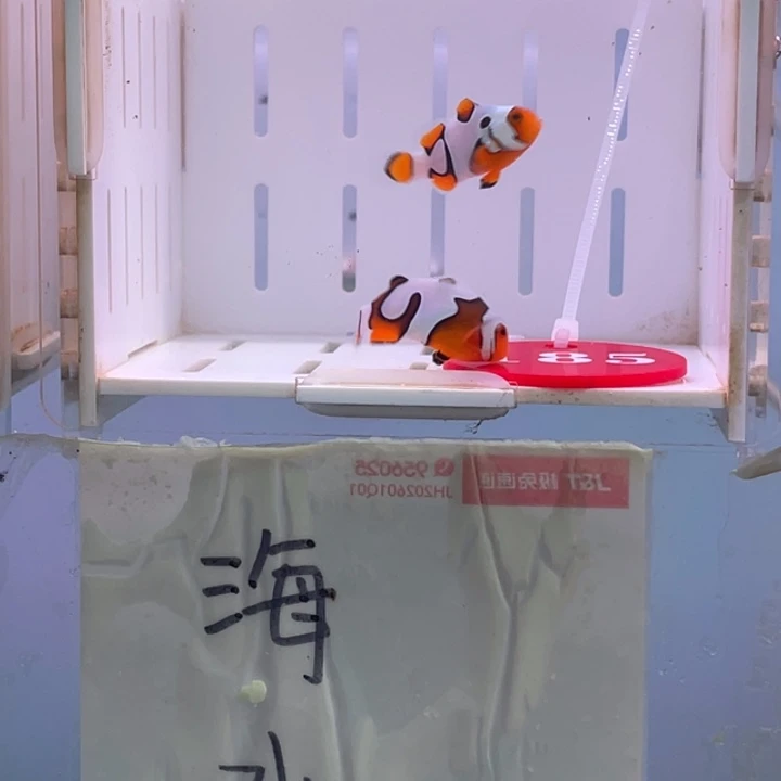 热带海域公2-5毕加索2条2.5.一3