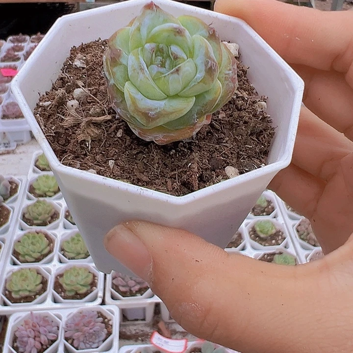 方糖带盆19包邮多肉