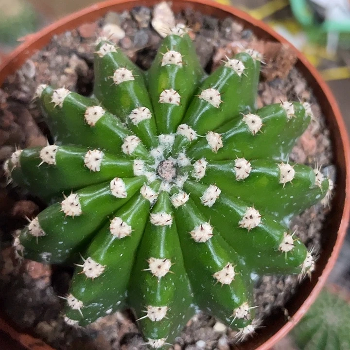 实生高耸白毛彩草