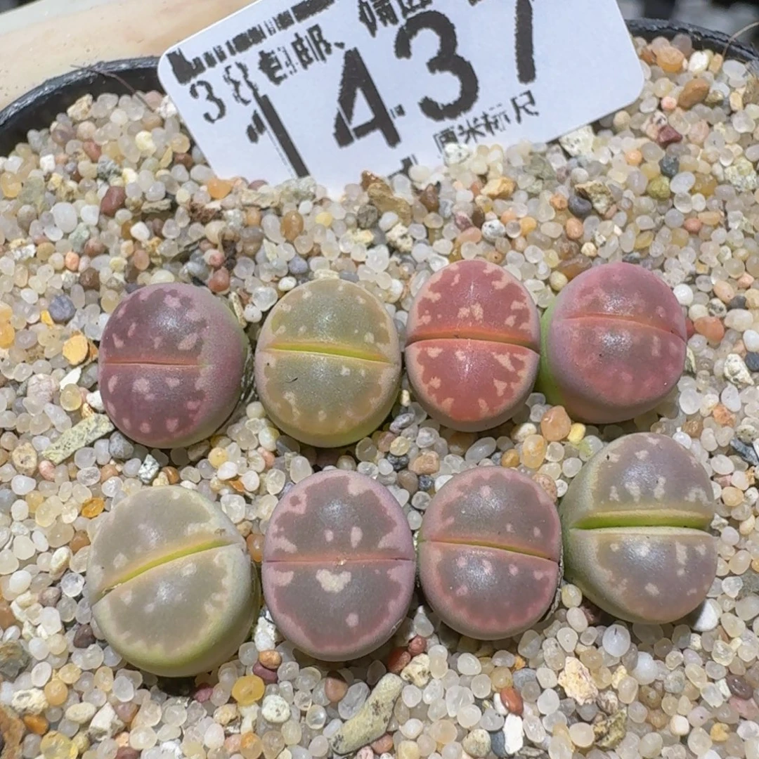 Zzzz精品生石花1437