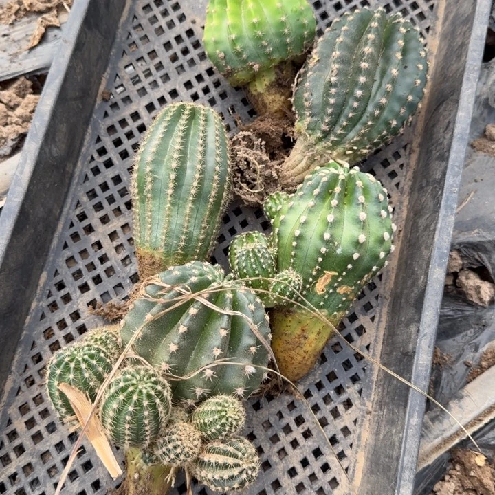 243彩草筐拍掉侧牙无售后斑