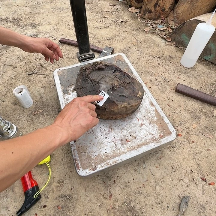 染料紫檀（血檀）五*哥883