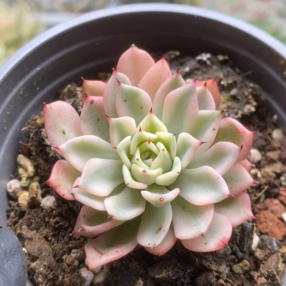 256吉尔巴玫瑰锦锦锦锦锦