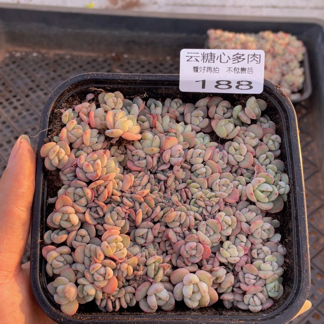 云糖心多肉植物188