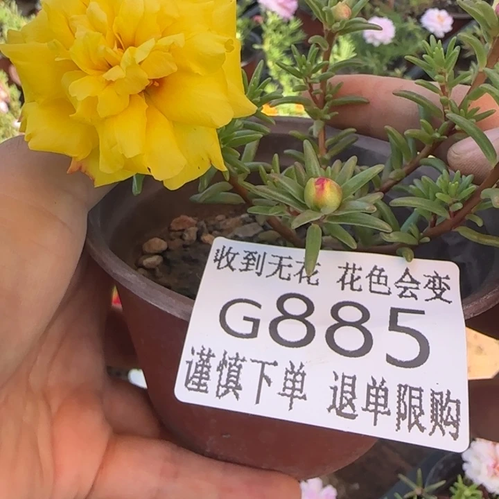 无花朵G885超小苗盆口10cm可能有虫