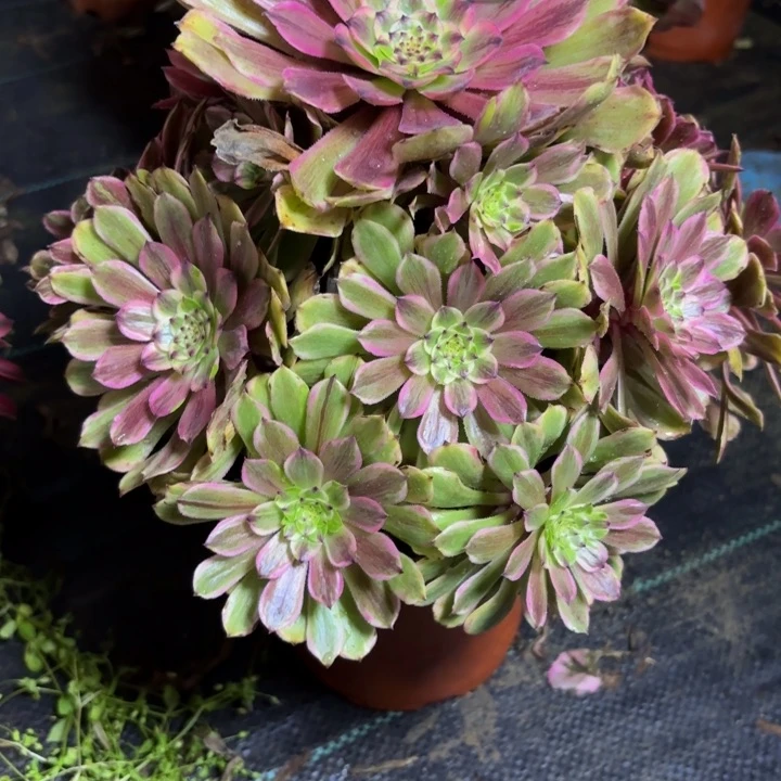 瑞妈一物一拍765