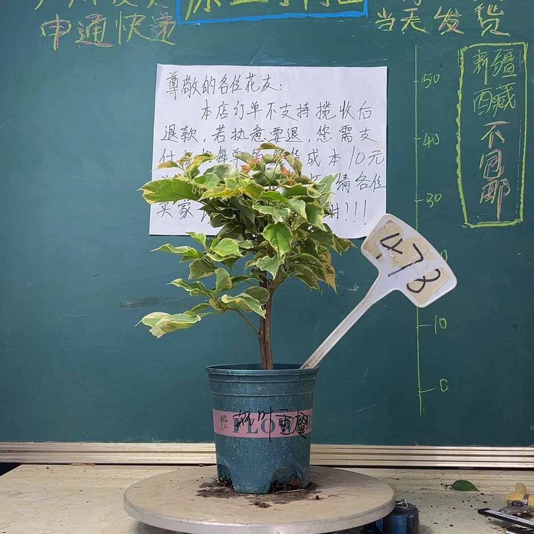 当前无花栽培后可以开花斑叶重瓣橙 双杆 478