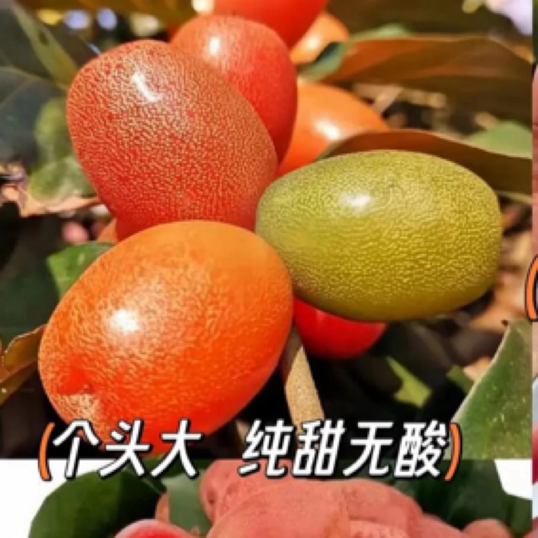 大果德甜二号羊奶果苗营养杯发货