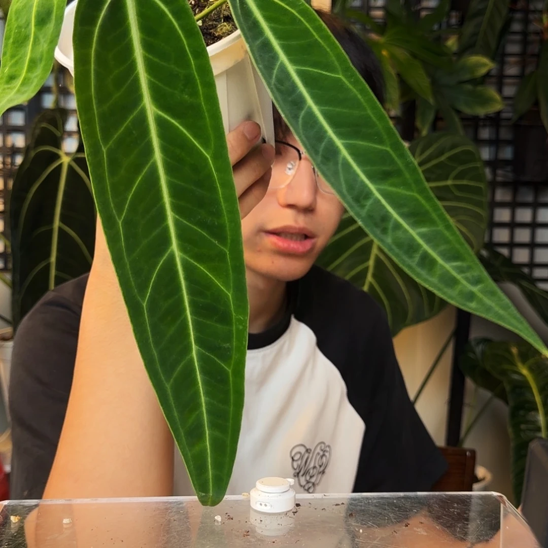 完全开放G33 火鹤后