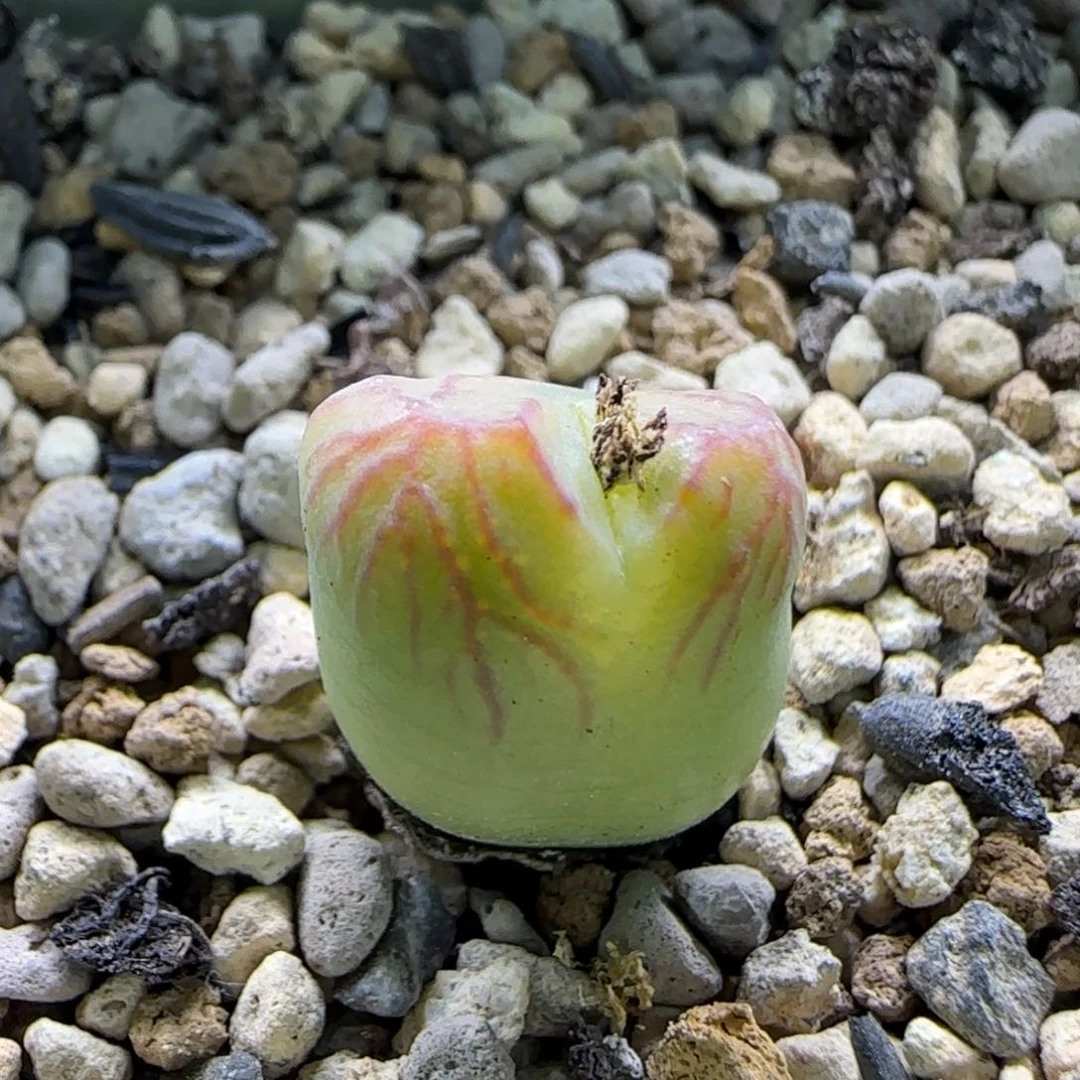 2-24-10-1当天满58包邮mf3分株1.4脱土