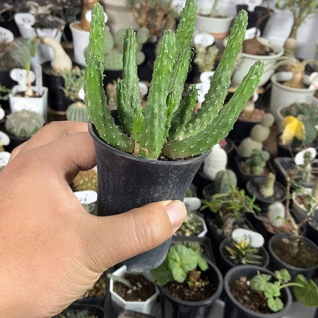 九头龙一个一物一拍