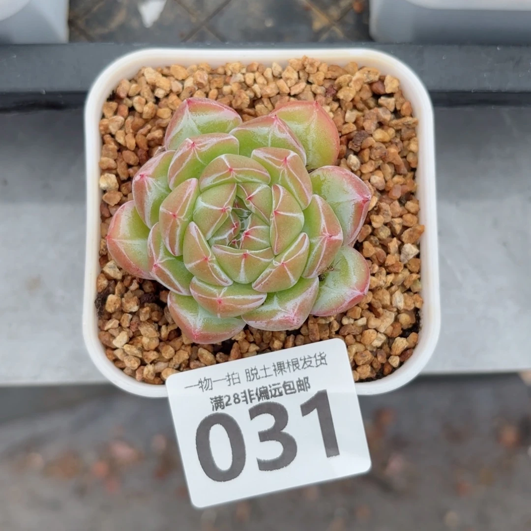 雪花珍妮带桩无盆土发货